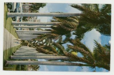 Avenue of Royal Palms leading to the Boca Raton Hotel postcard