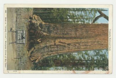 The base of "Grizzly Giant" tree postcard