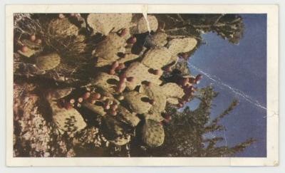Prickly pear fruit postcard