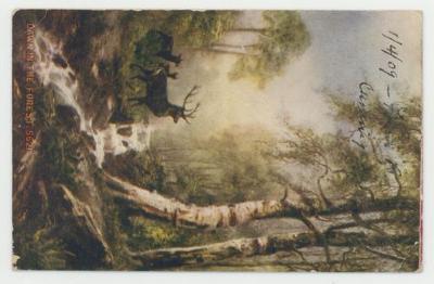 Dawn in the forest postcard