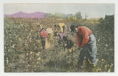 Picking cotton in Alabama postcard