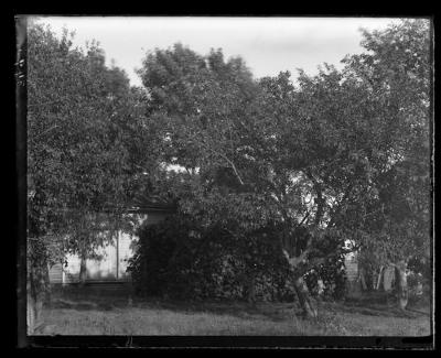 Arbor at home (seed plate) (349A)