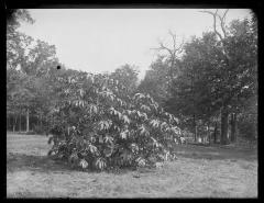 Castor beans (677)