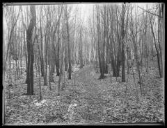 Woods, Lovers' Lane (806)