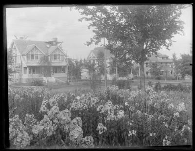 Alumni garden, phlox (1207)