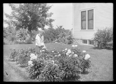 West peony bed, Nordis Felland (1396)