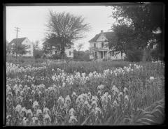 Alumni Garden, Iris