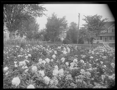 Alumni garden looking towards Mohn's (1518)