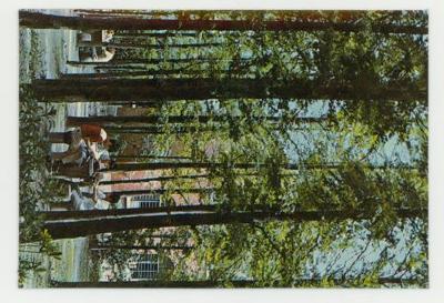East China Normal University postcard: shade of trees