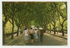 East China Normal University postcard: college boulevard