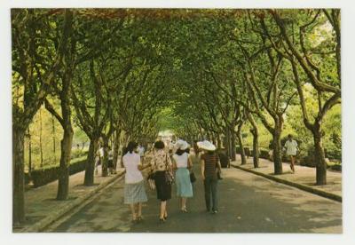 East China Normal University postcard: college boulevard
