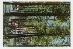 East China Normal University postcard: shade of trees