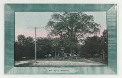 West Third Street showing St. Olaf Elm postcard